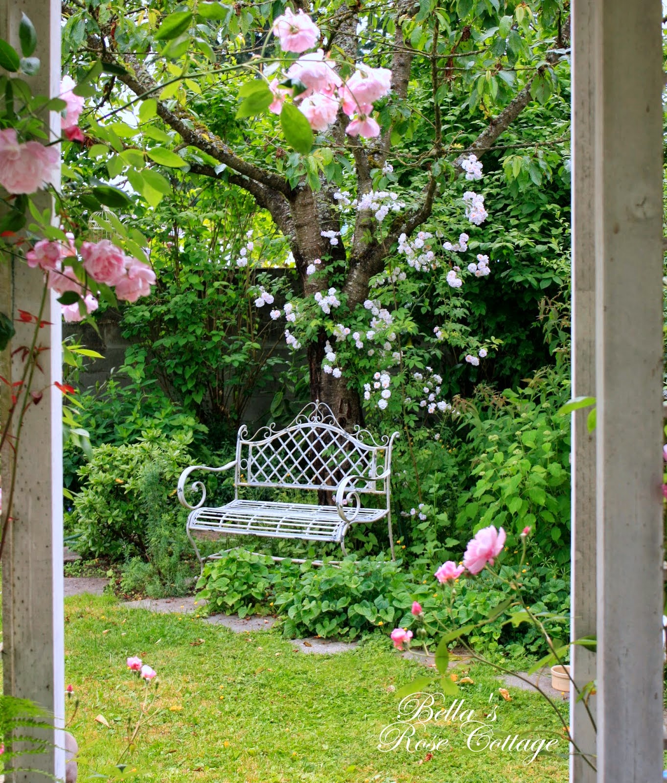 Roses in the Back Garden...