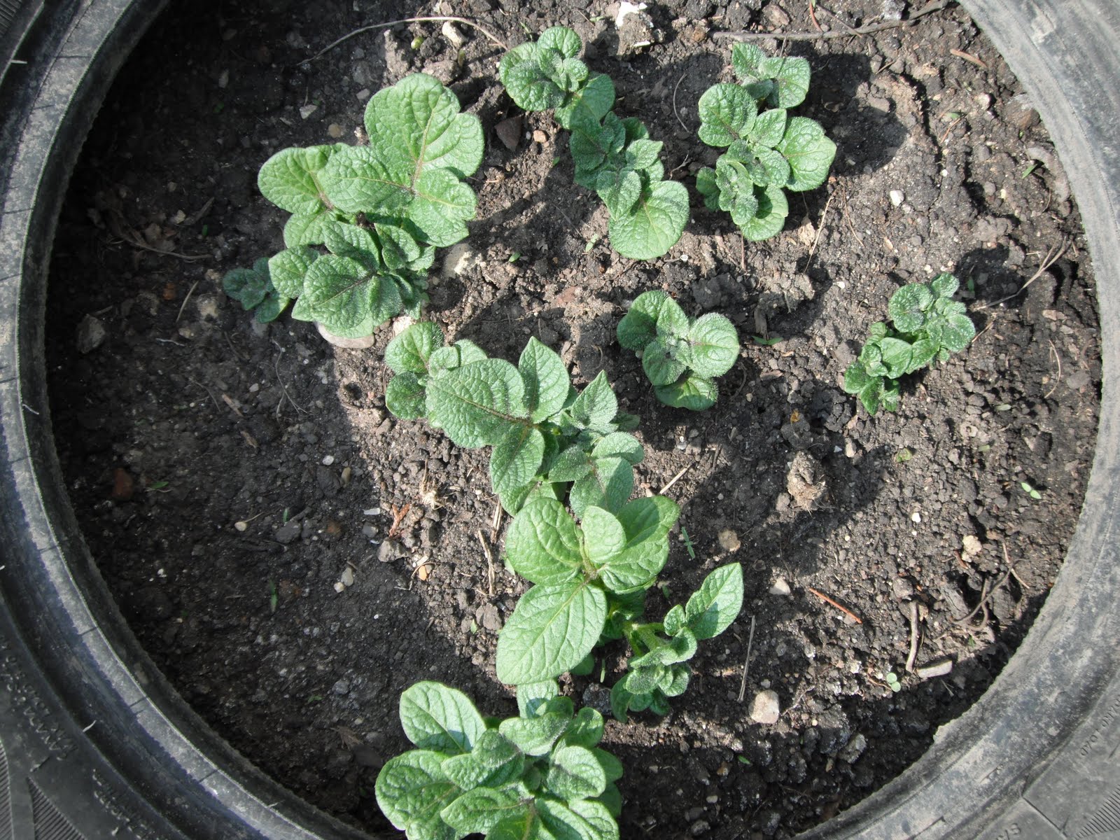 PARTY Gardening 101 Growing Potatoes in Tires Part II