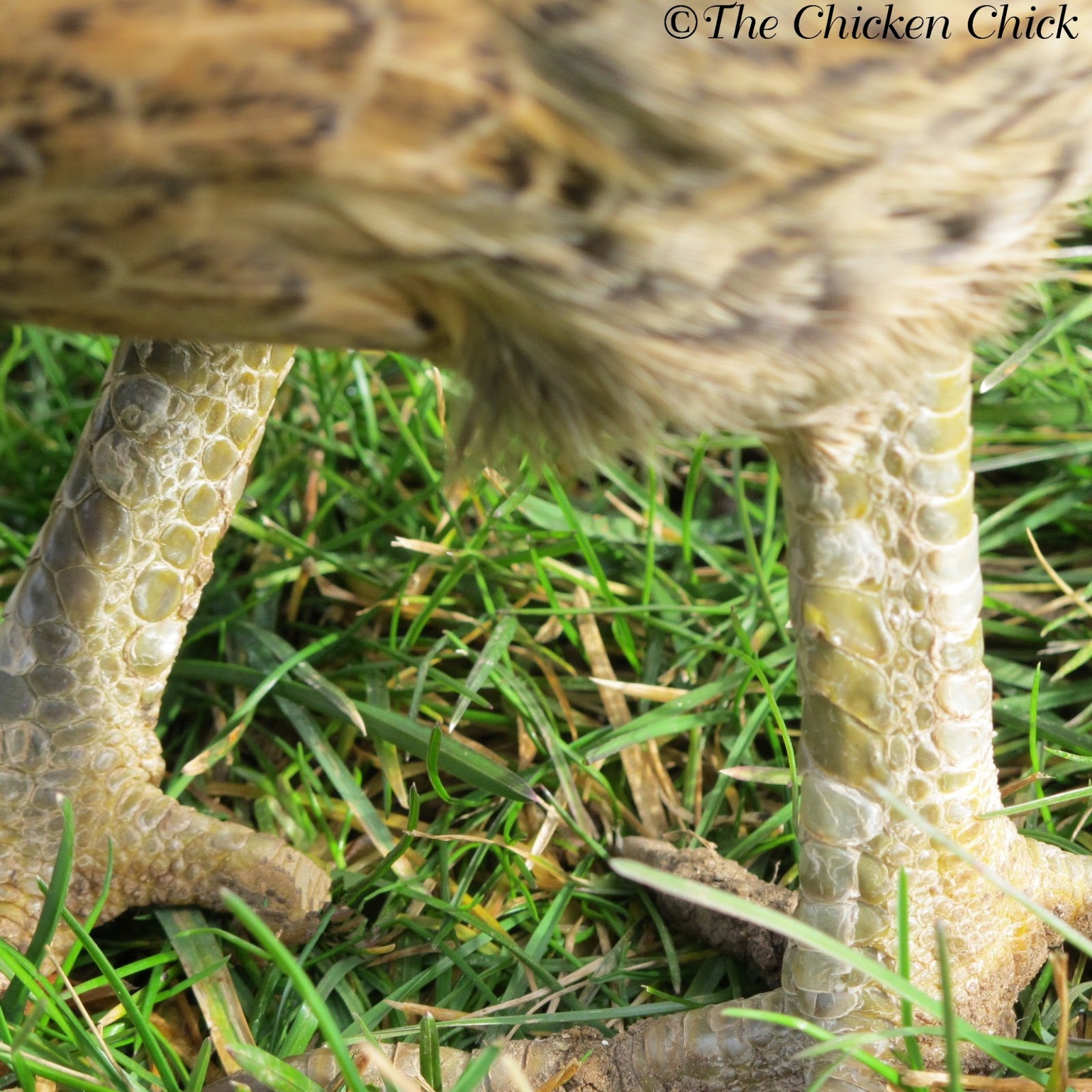 Scaly Leg Mites in Chickens, Identification & Treatment The Chicken
