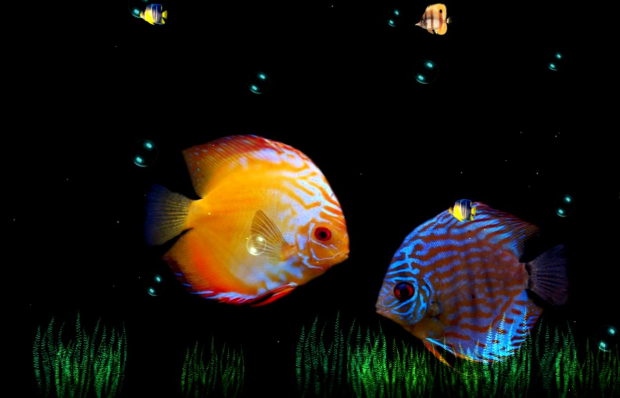 New Animated Desktop Wallpapers Animated Background Image Cool New Animated Desktop Wallpapers Animated Background Image Cool