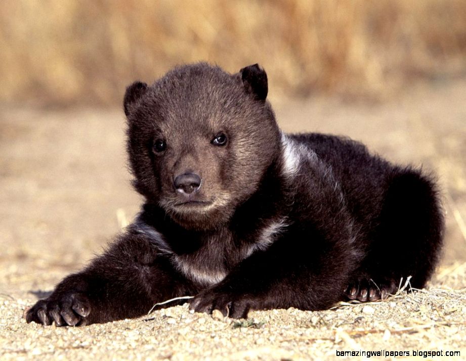 Type Animal Type Animal