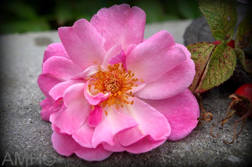 Vw Garden A Pure White English Style Groundcover Rose