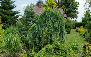 http://fotobabij.blogspot.com/2015/04/larix-decidua-pendula-modrzew-europejski.html