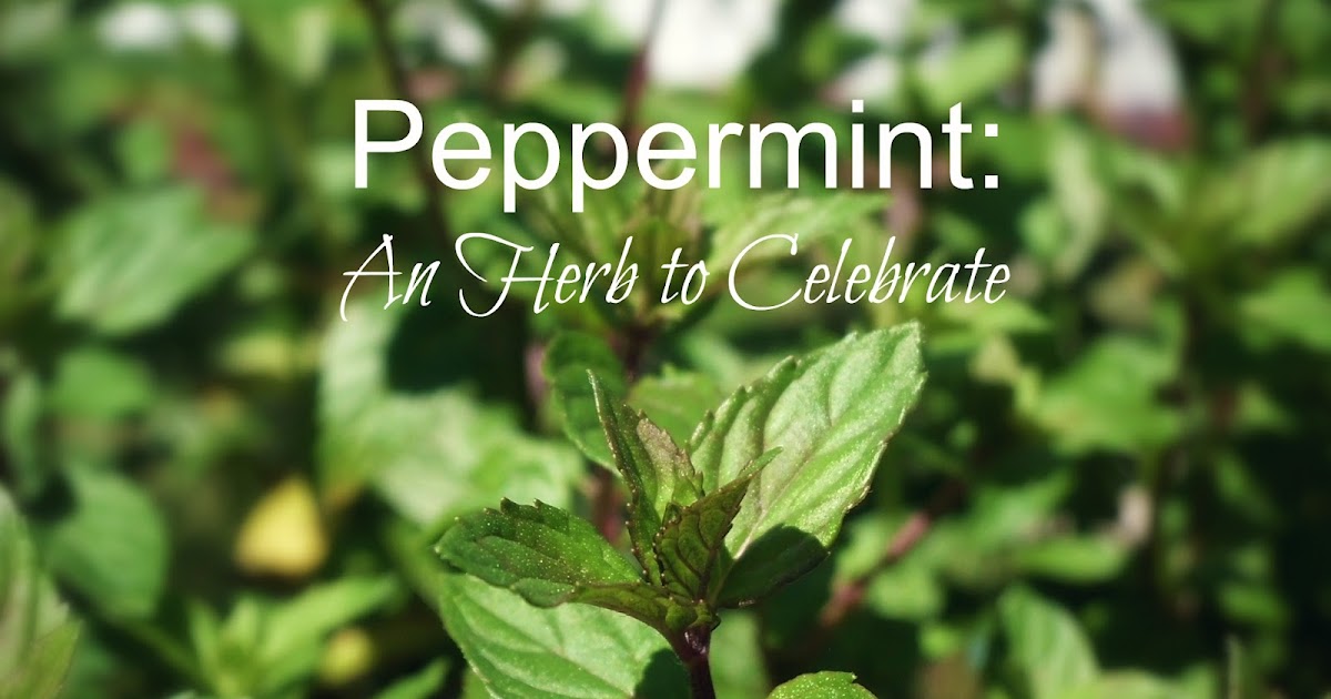 Livin' In The Green Peppermint An Essential Herb