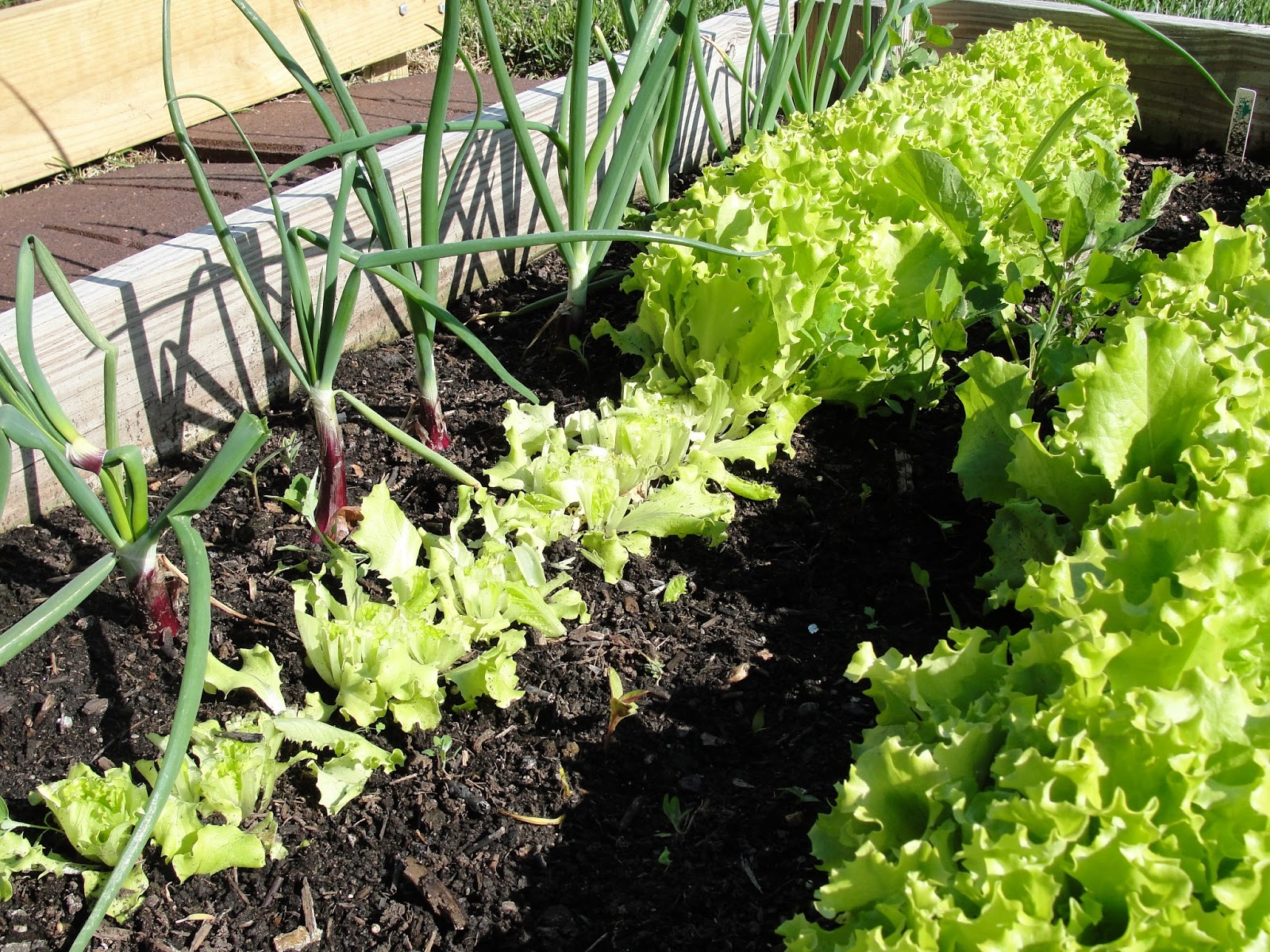 Lessons from the Garden Lettuce Time! Harvesting Loose Leaf Lettuce