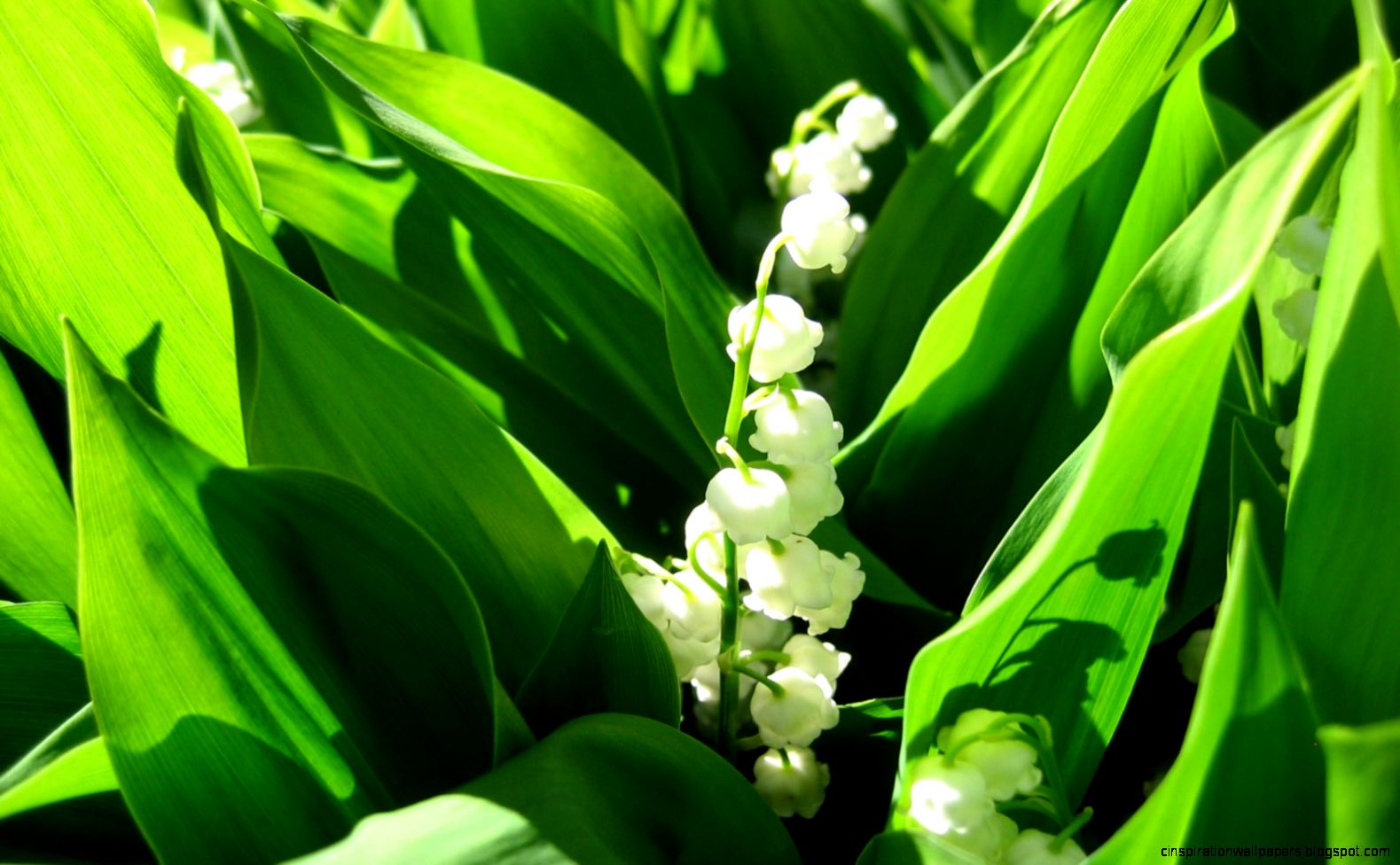 Download Lily of the Valley Wallpaper Flowers Nature Wallpaper Download Lily of the Valley Wallpaper Flowers Nature Wallpaper