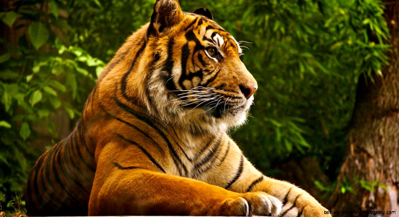 Beautiful Animals HD Wallpapers etc FN Beautiful Animals HD Wallpapers etc FN