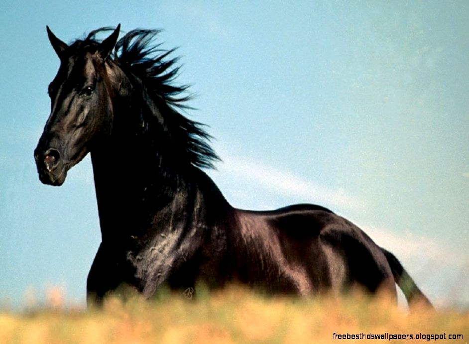The Black Stallion Horse Ranch O Grove Andalusians The Black Stallion Horse Ranch O Grove Andalusians