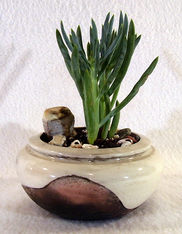 Handmade Ceramic Bonsai Pots by Matthew Kennedy