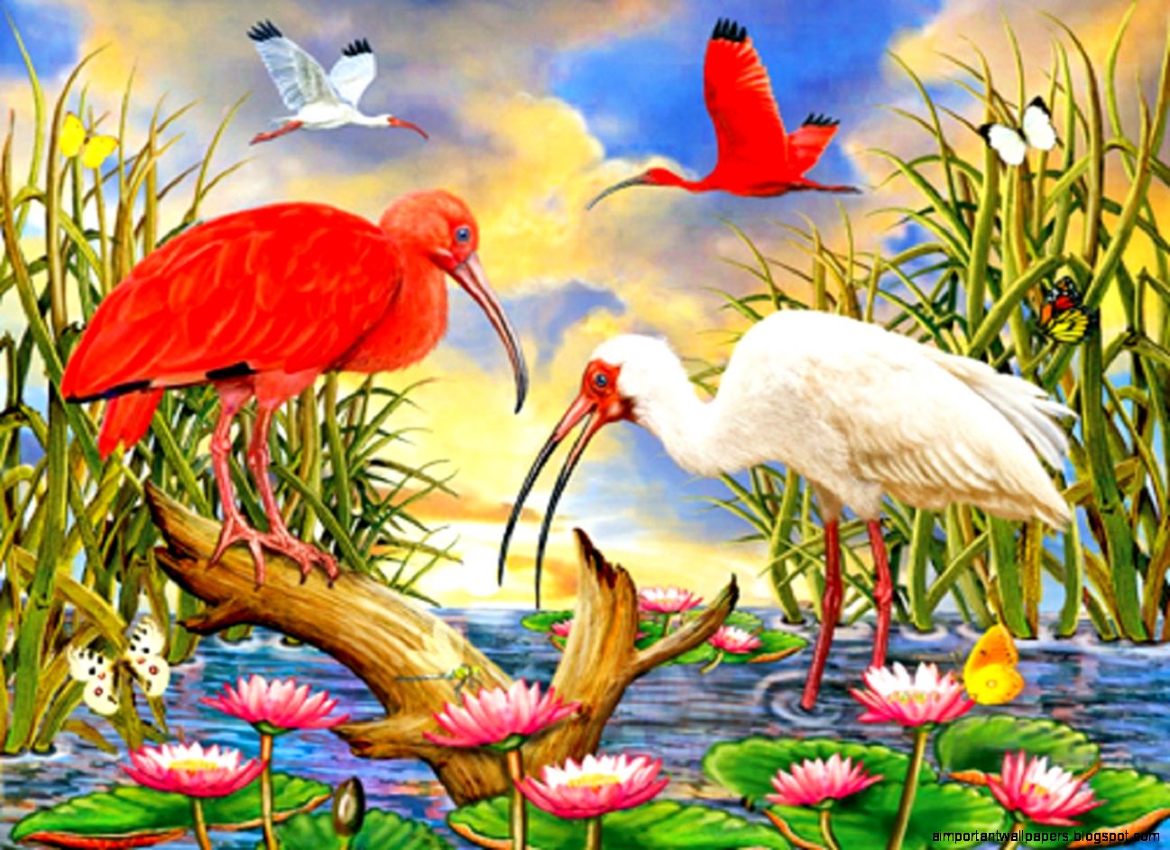 Scarlet White Ibis Paintings Birds Butterfly Designs Flying Scarlet White Ibis Paintings Birds Butterfly Designs Flying