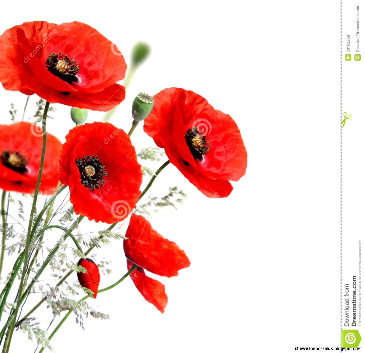 Red Poppy Flower Stock Images Image 25561484 Red Poppy Flower Stock Images Image 25561484