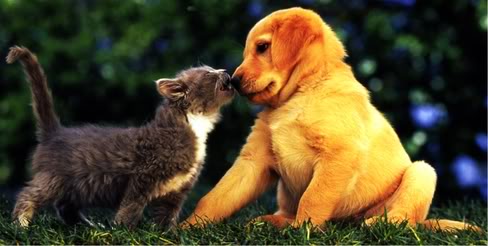 Funny Cute Kissing Puppies New Photos | Funny Animals