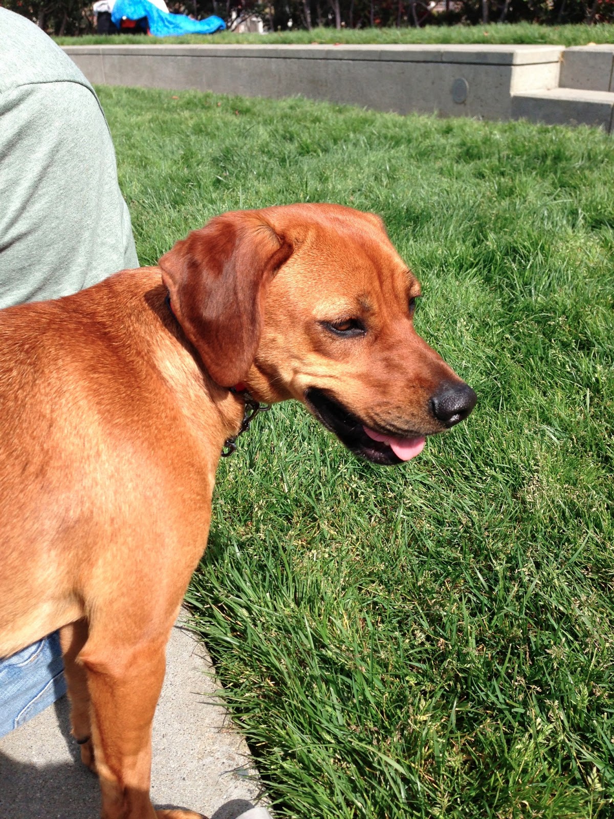 ridgeback beagle mix