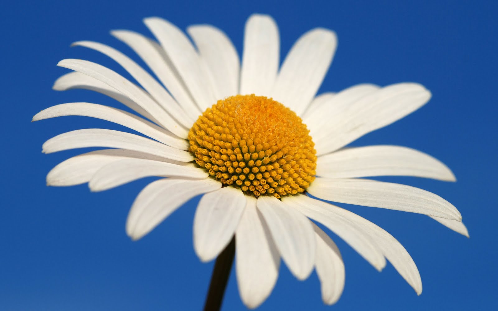 Where Is Wallpaper: daisy hd