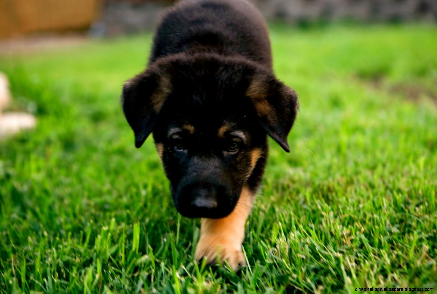 German Shepherd Puppies German Shepherd Puppies