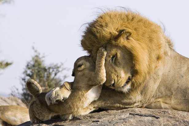 كيف يعامل الأسد المفترس أشباله الصغار %C2%A3%C2%A3%C2%A3+Heartwarming+pictures+have+emerged+of+the+moment+a+lion+cub+meets+his+dad+for+the+first+time-1