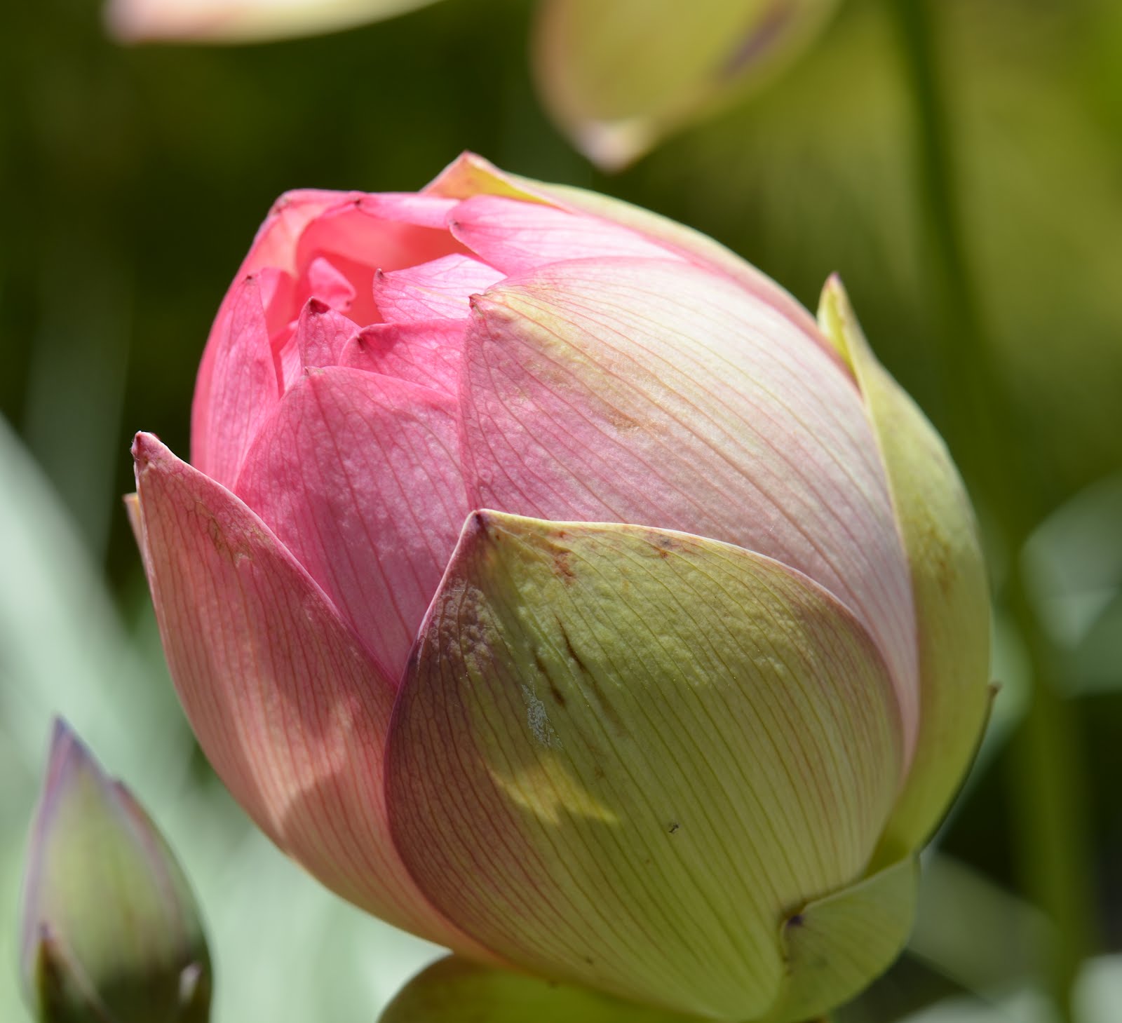 Nikoncole= Nikon + Niccole: The Sacred Lotus Blooms