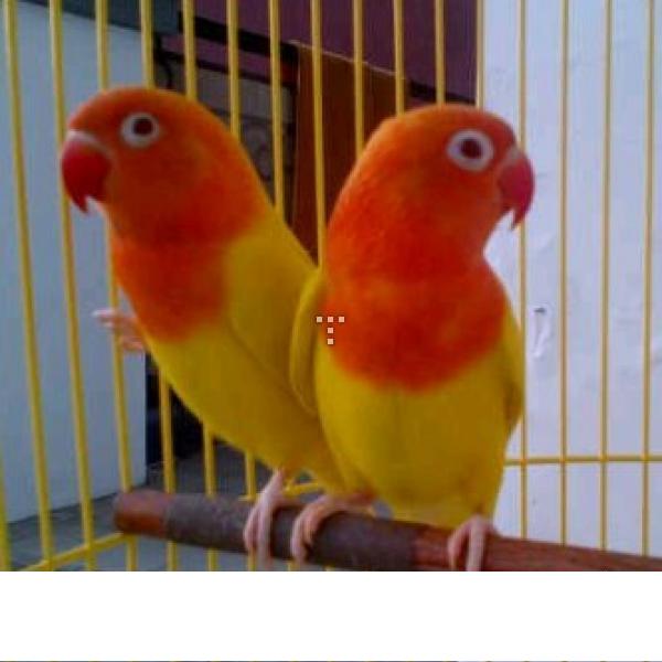 Lovebird Lutino Daftar Harga Cara Perawatan Dan Foto Budidaya