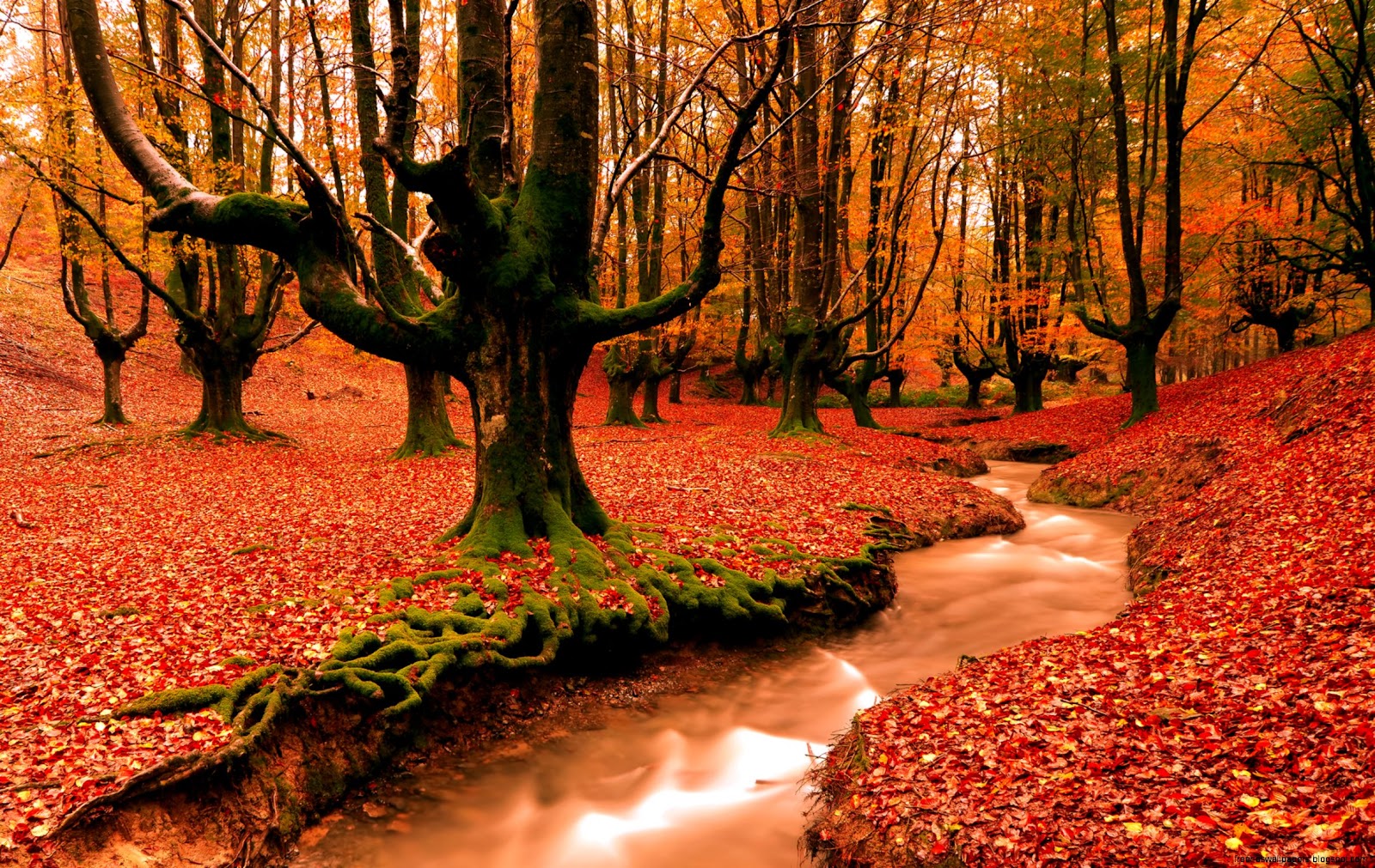 Free Fall Screensavers and Wallpapers for Desktop Free Fall Screensavers and Wallpapers for Desktop