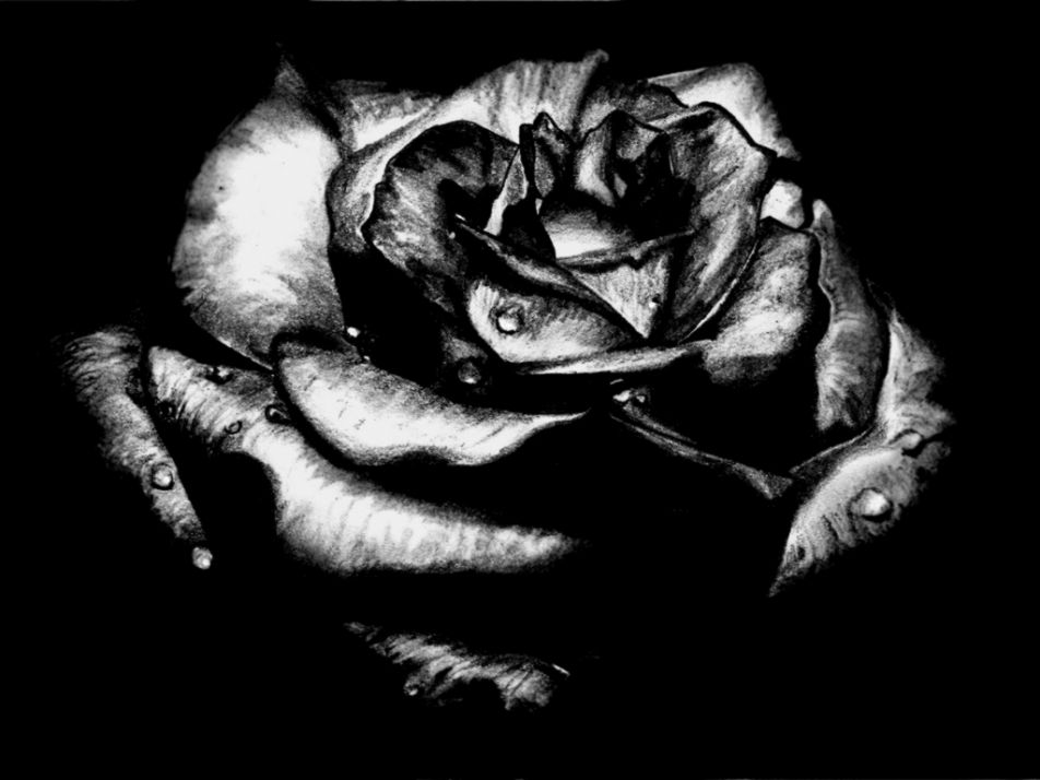 Black Rose Wallpaper Free Download Wallpapers Black Rose Wallpaper Free Download Wallpapers