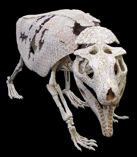 Armadillo Like Dinosaur