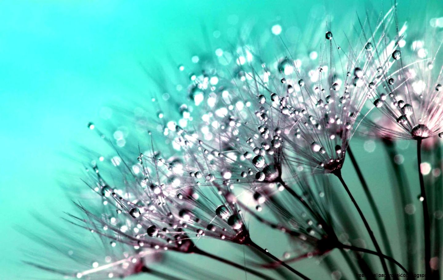 Dew Drops on Dandelion Seeds HD Download Wallpaper For PC Dew Drops on Dandelion Seeds HD Download Wallpaper For PC