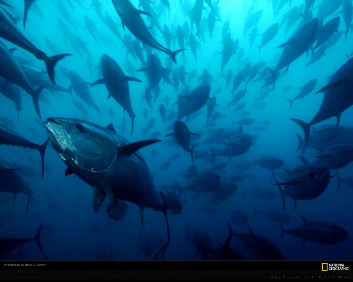 Image Caged bluefin tuna 1055393 xl Animal Crossing Wiki Image Caged bluefin tuna 1055393 xl Animal Crossing Wiki