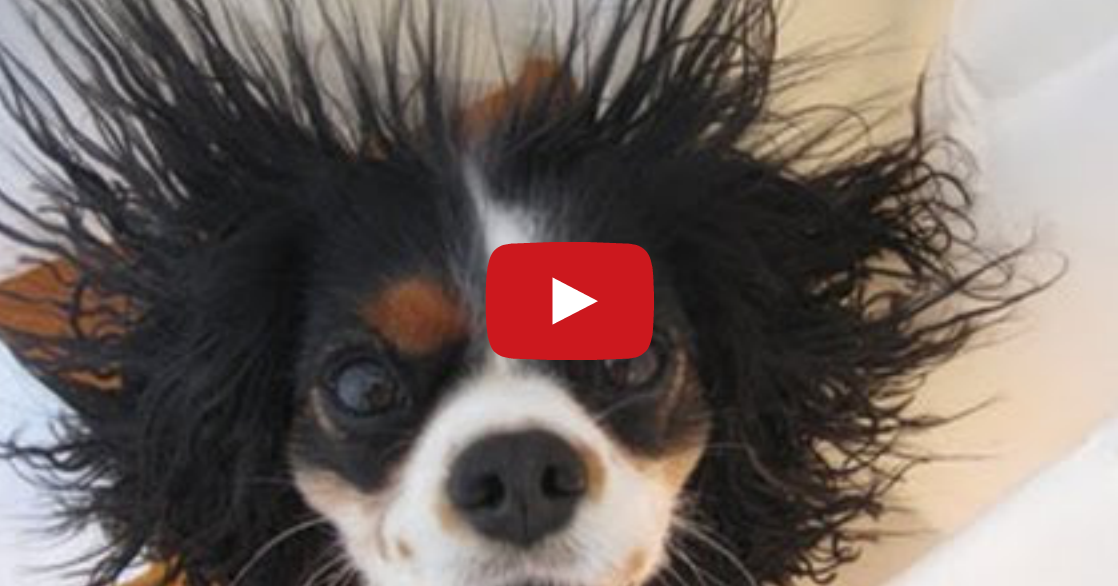 Tastefully Offensive Dogs vs. Static Electricity Compilation