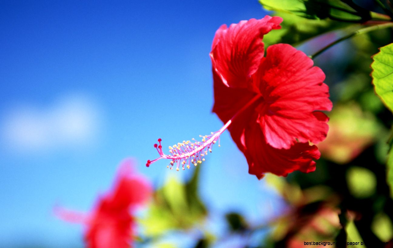 Download Beautiful Blue Flower Wallpaper 4736 Hd Widescreen Download Beautiful Blue Flower Wallpaper 4736 Hd Widescreen