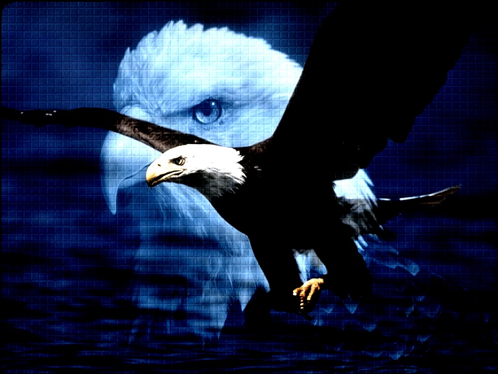 (( David O.S Hardjawinata )): ENGKAU RAJAWALI, BUKAN ANAK AYAM