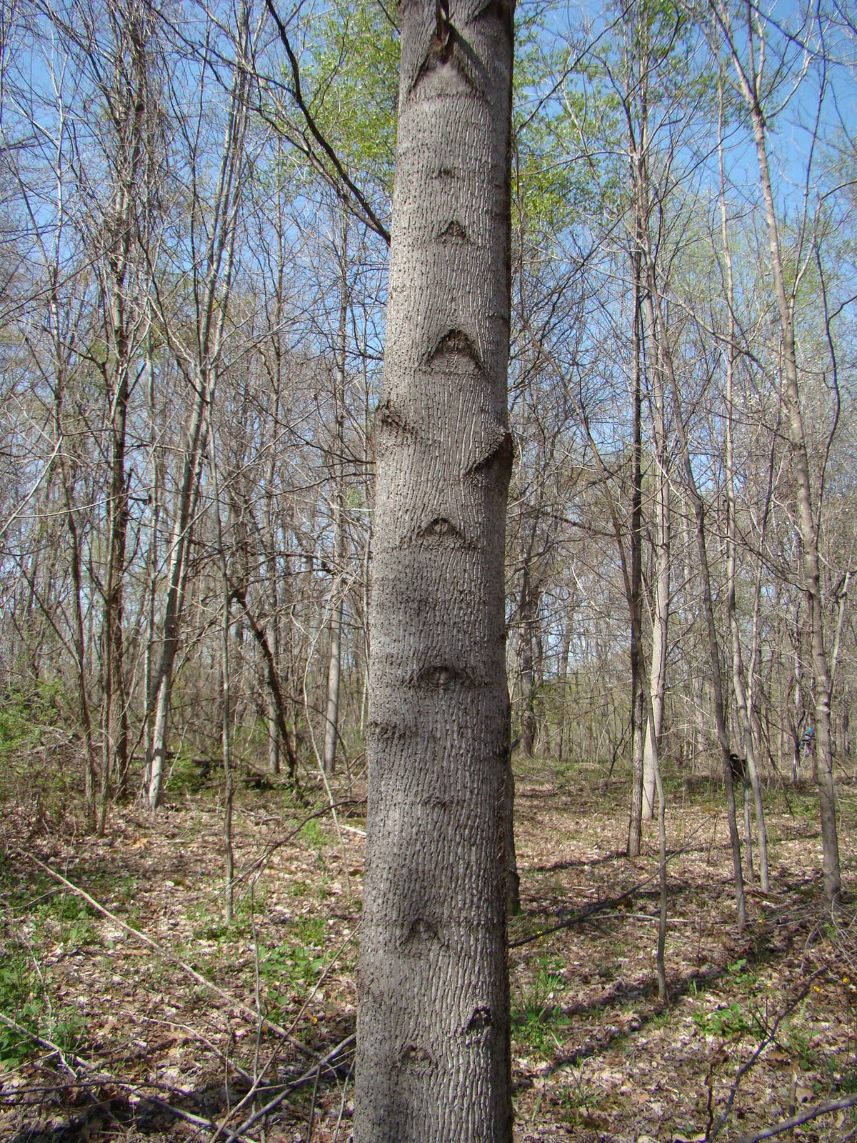 Rurification Tulip Poplar