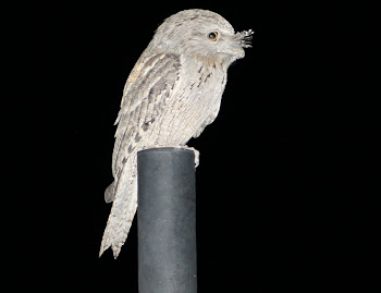 Tawny Frogmouth, Derby