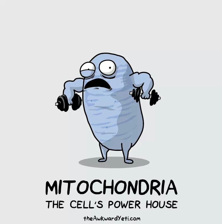 Miopatia mitochondrialna.