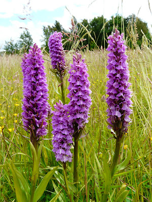 Southern MarshXCommon Spotted Orchid, Childwall Woods and Fields