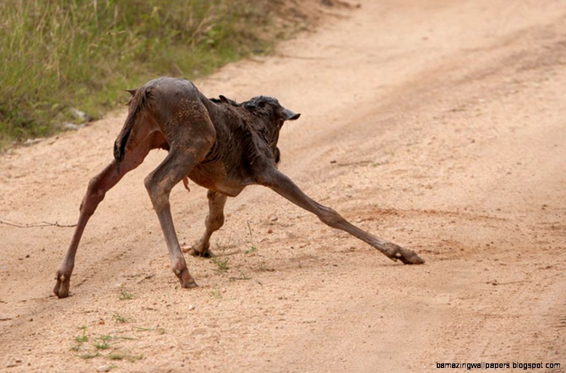 Newborn baby antelope finds its feet cute Earth Touch News Newborn baby antelope finds its feet cute Earth Touch News