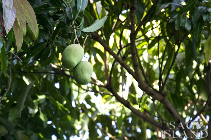 Sage Island Caribbean Fruit
