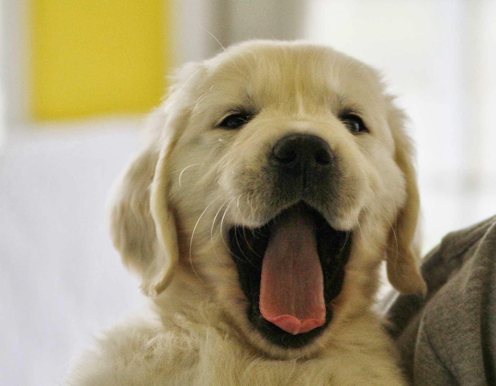 genetic testing for golden retrievers