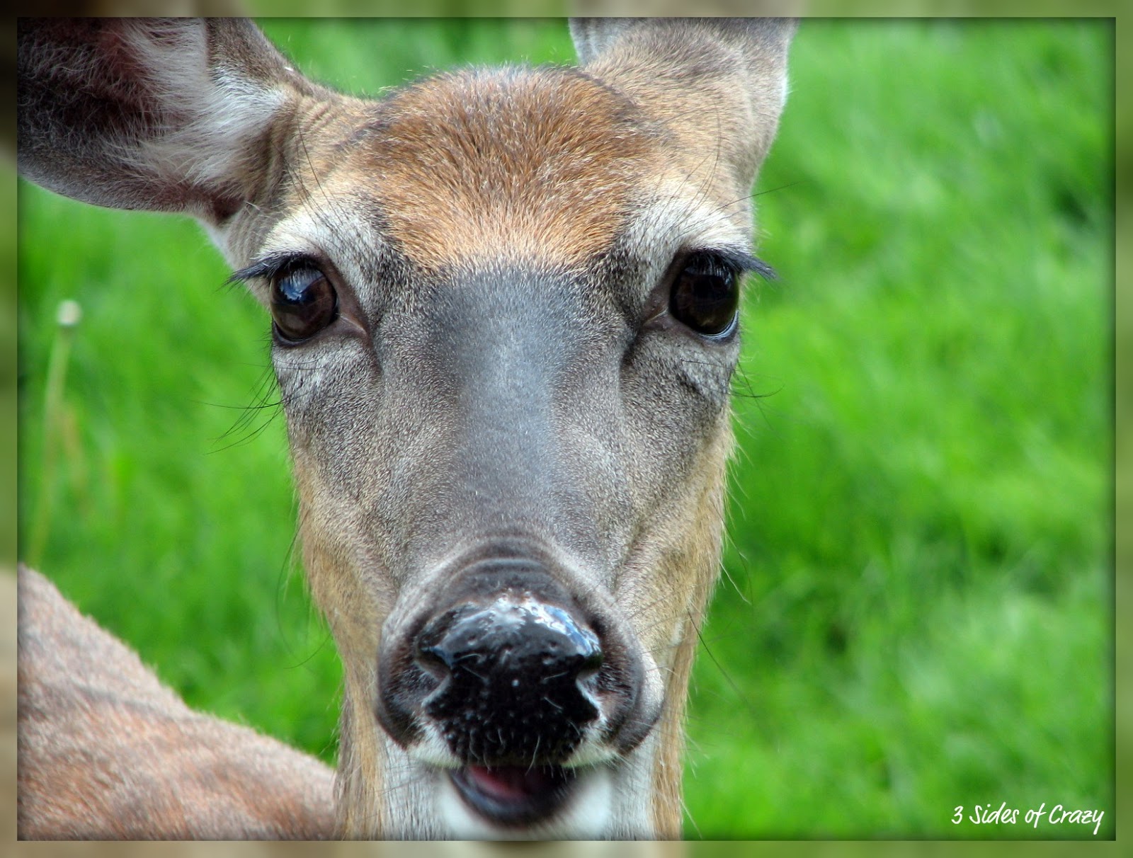 Crazy Deer Pictures