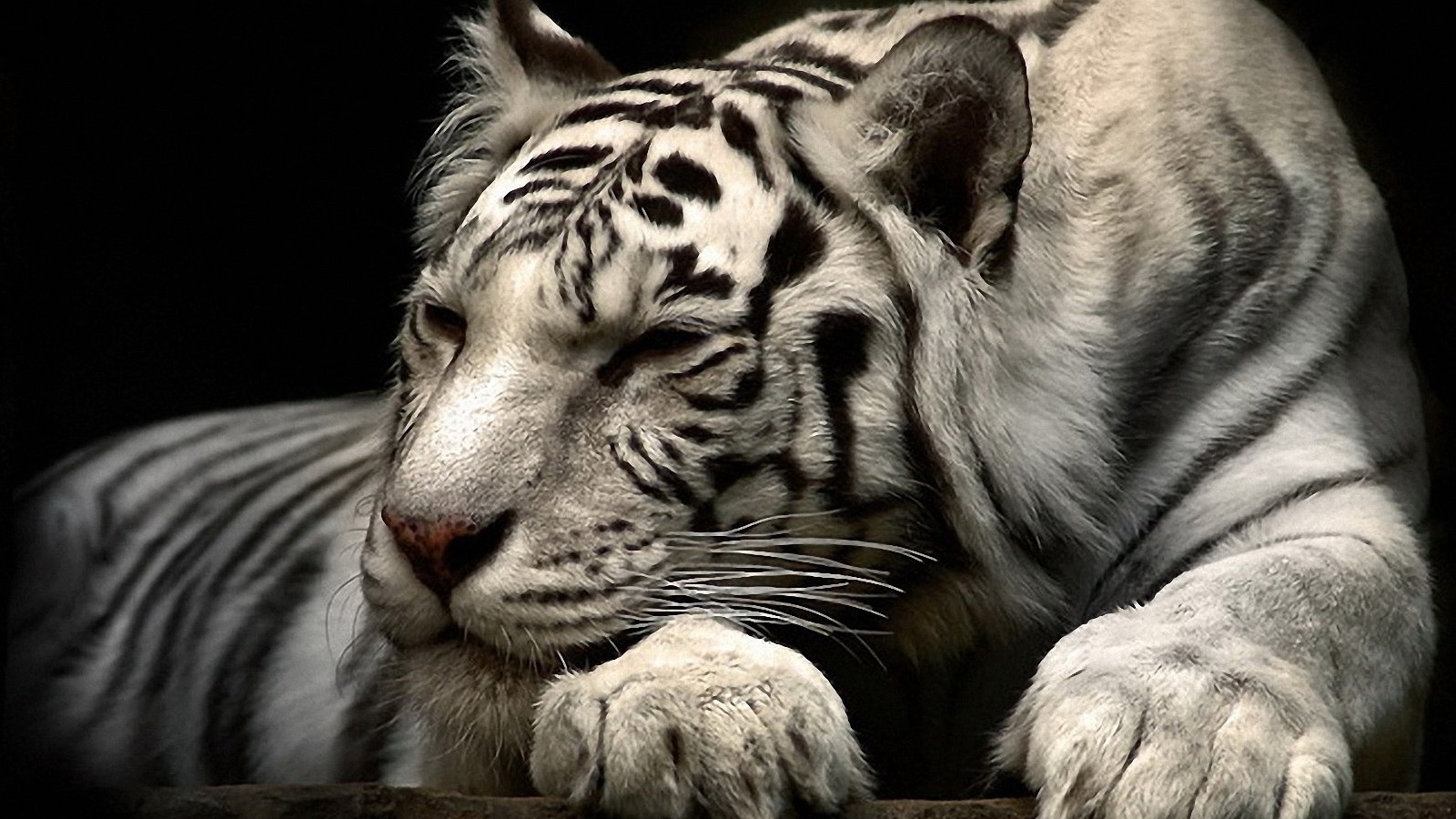 animals best wallpapers tiger