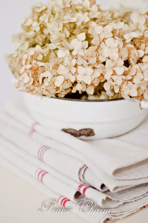 Coastal Charm Hydrangea Stroll