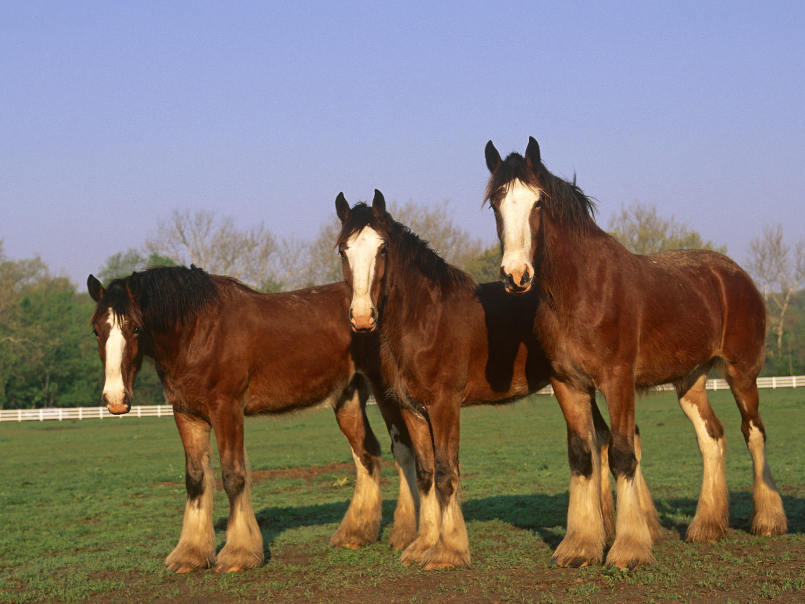 cycling with a clydesdale cycling with a clydesdale