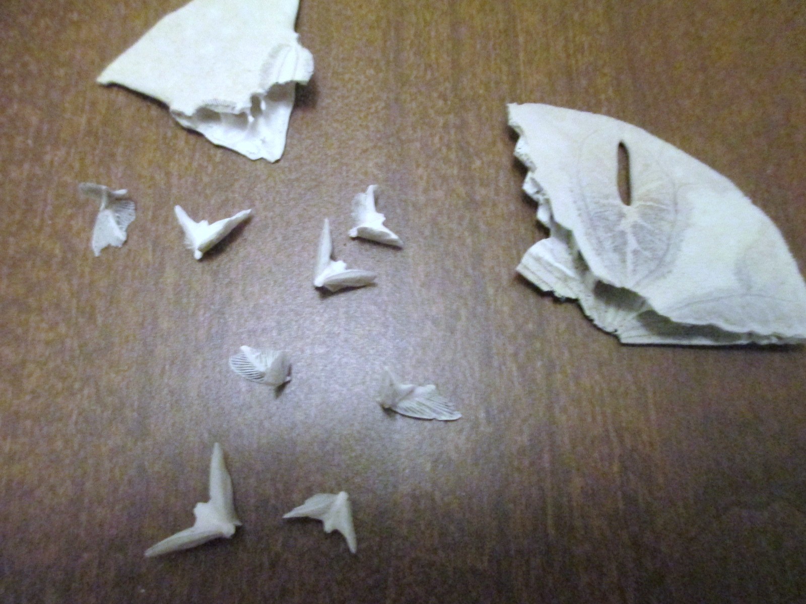 Christmas Sand Dollar Life Away From The Office Chair