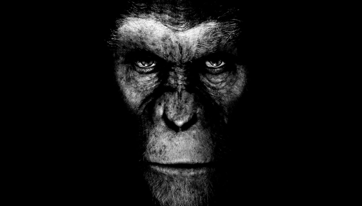 Monkey Wallpaper Monkey Wallpaper