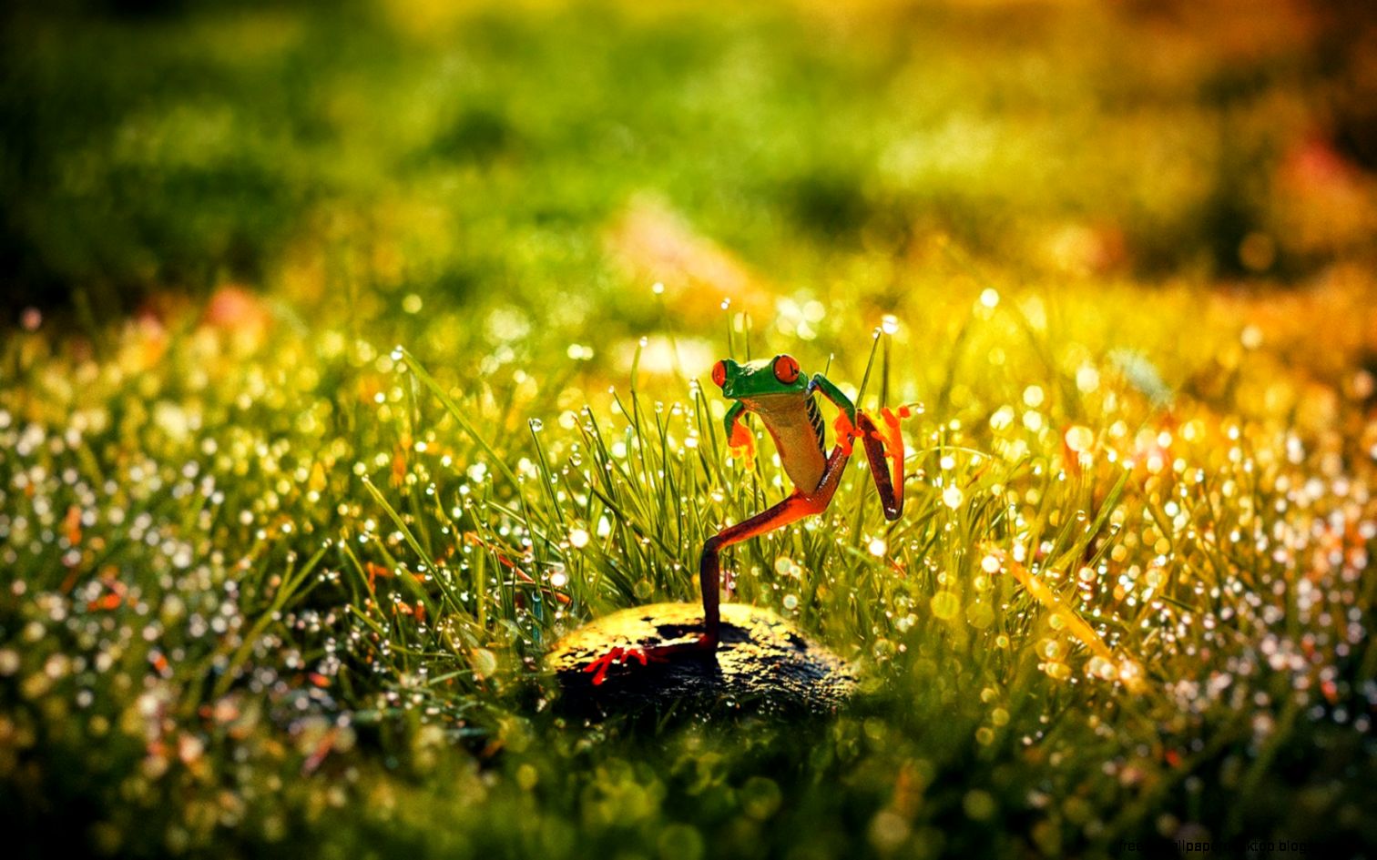 Morning Dew On Grass Morning Dew On Grass