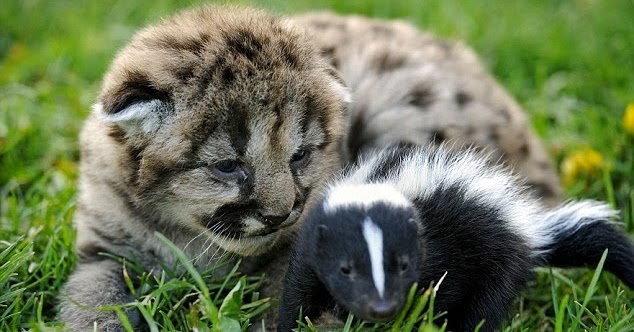 White Wolf 2 Baby Mountain Lions and a Baby Skunk
