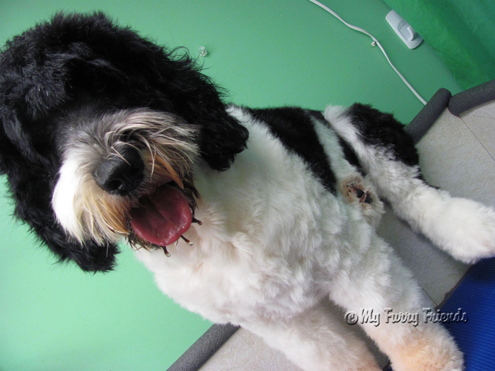 How Do You Brush A Portuguese Water Dog