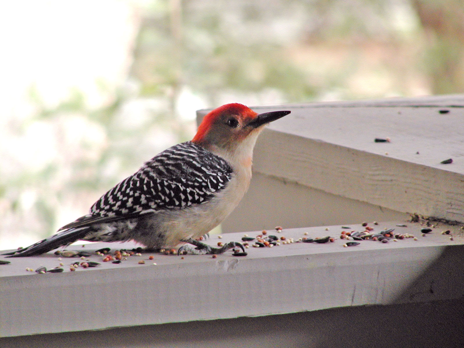 Bev's Nature Blog: Rare Woodpecker Seen on Christmas Count