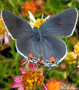 Common Grey Hairstreak Butterfly