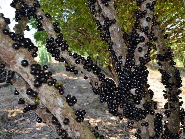 Colheita de jabuticaba vira atração turística em Ariquemes, RO