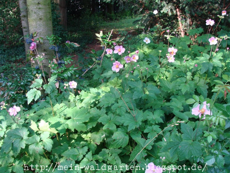 Mein Waldgarten Pflegeleichter Garten, Neuzugänge und Unkraut Mein Waldgarten Pflegeleichter Garten, Neuzugänge und Unkraut